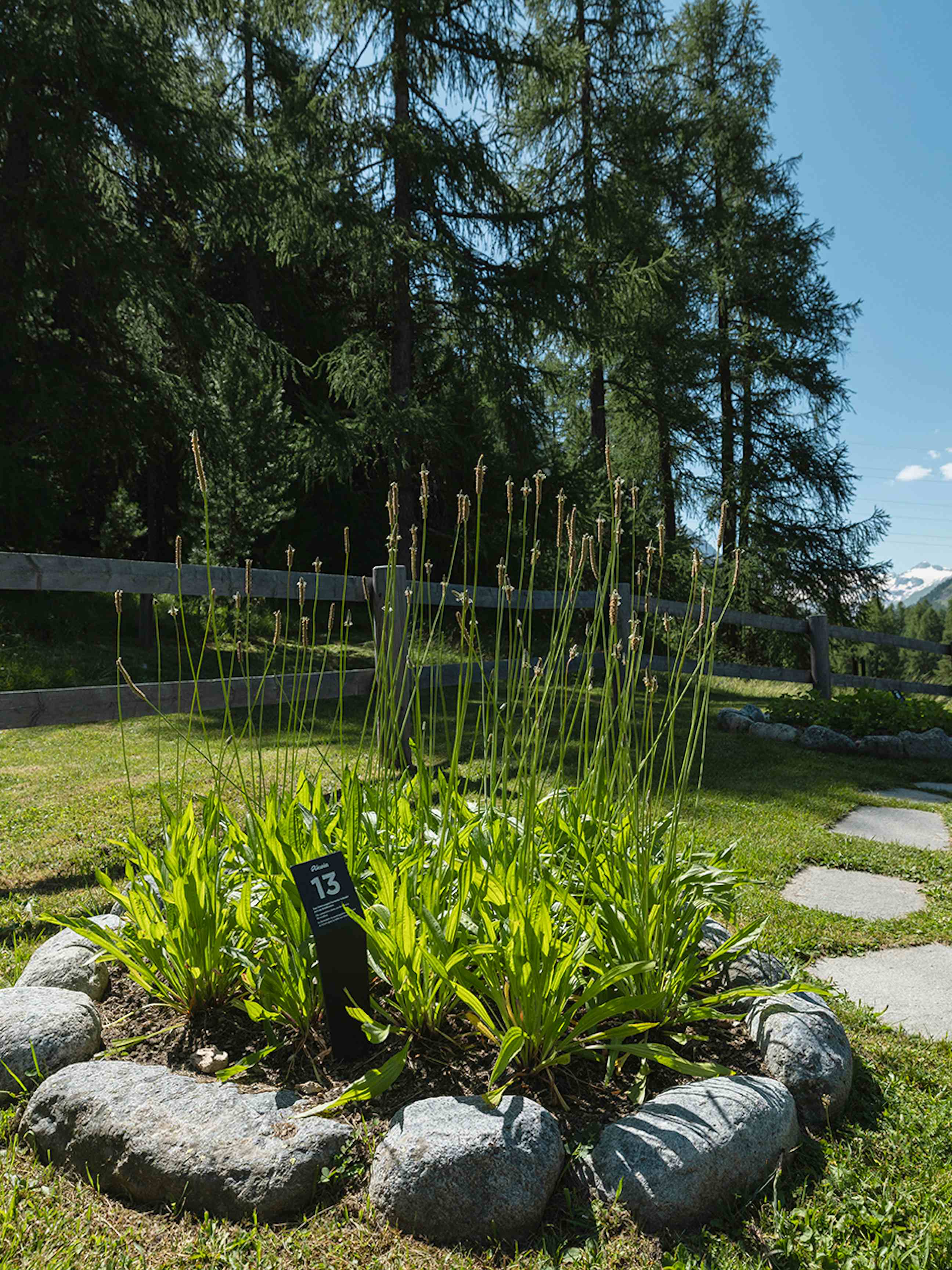 Herb Garden Pontresina